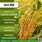 ผลผล888